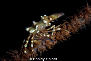 Pregnant Wire Coral Crab by Henley Spiers 